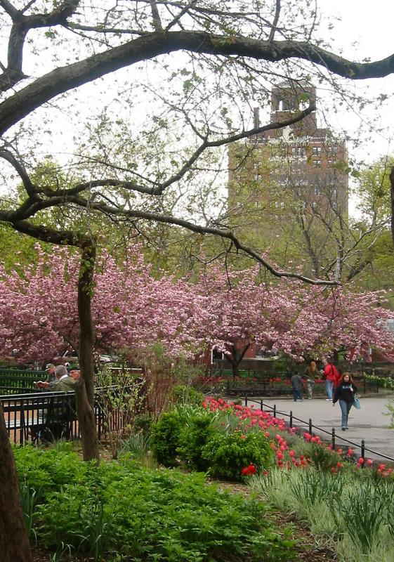 Cherry Tree Blossoms WSP