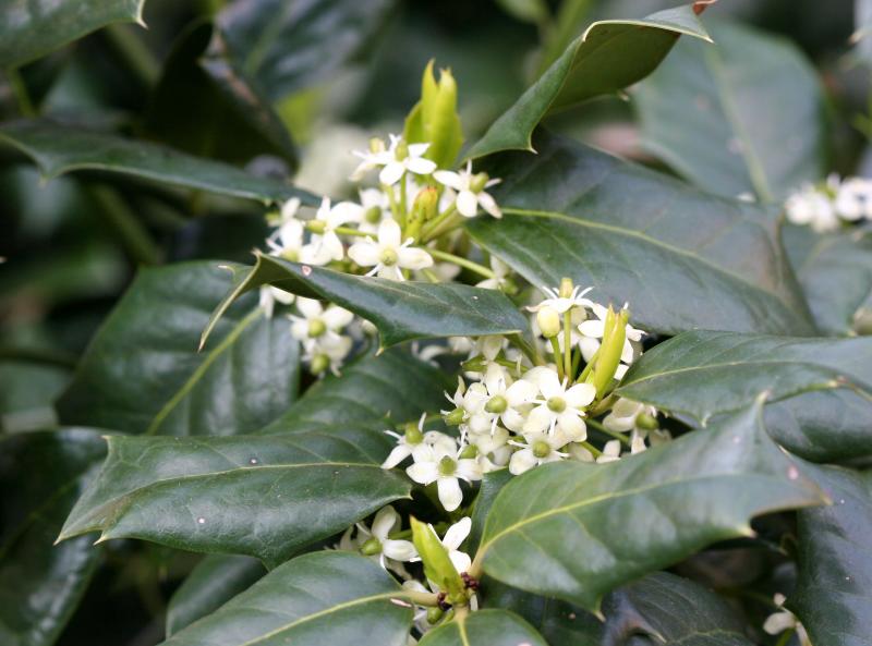 Holly Blossoms