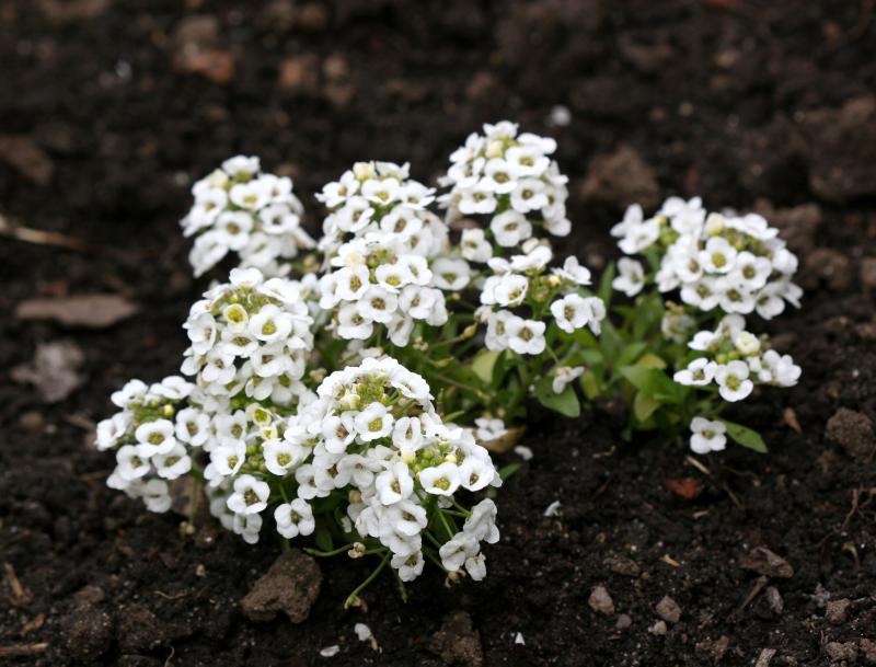 Alyssum