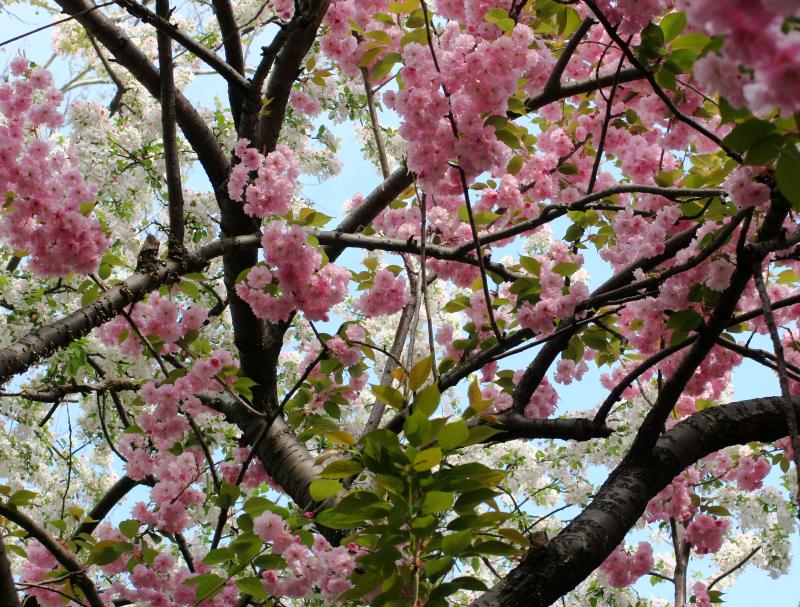 Cherry Tree Blossoms WSP