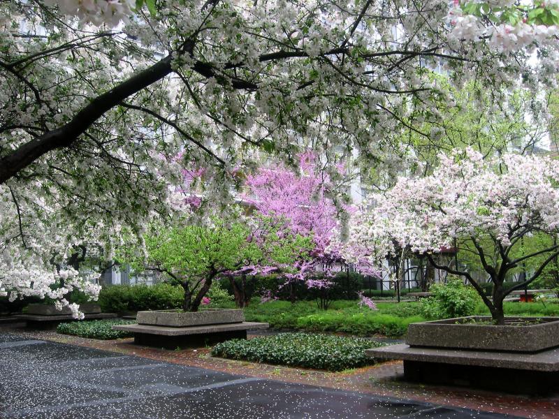 Crab Apple  & CercisTrees