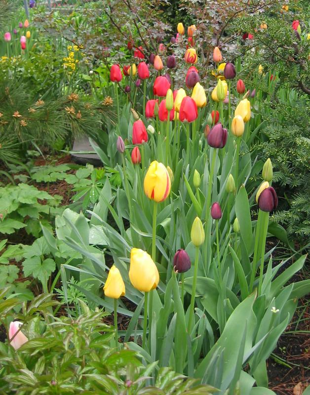 Tulips LaGuardia Place Community Garden LPCG
