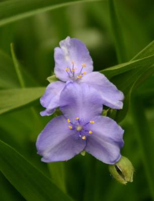 Tradescantia LPCG