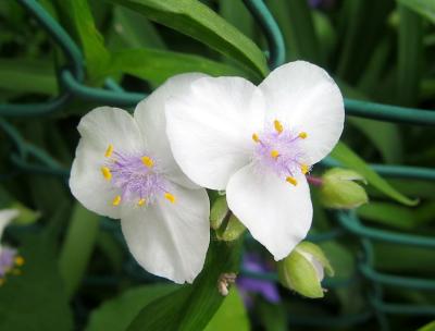 Tradescantia LPCG