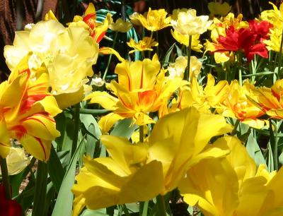 Yellow  Red Tulips NYU