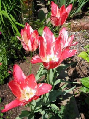 Red  White Feather Tulips LPCG