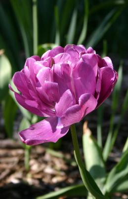 Tulip