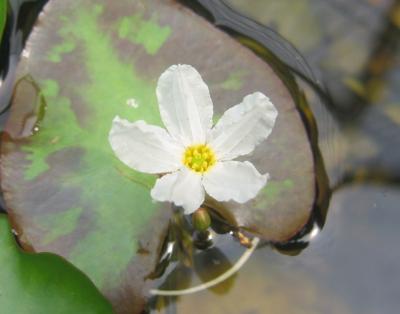 Water Lily Snowflake