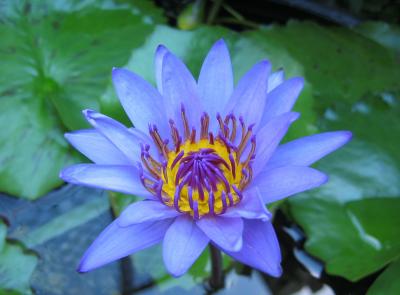 Water Lily carpensis