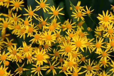 Senecio aureus or confusis