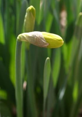u11/hjsteed/medium/41485852.050331009DaffodialWrappingWSVG.jpg