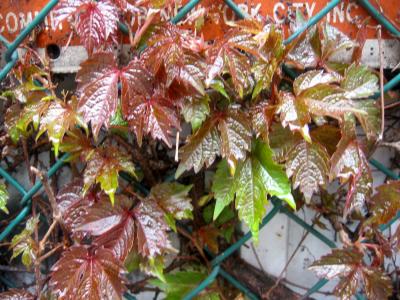 Boston Ivy or Parthenocissus tricuspidata