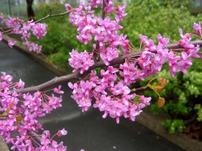 Red Bud Tree Blossoms