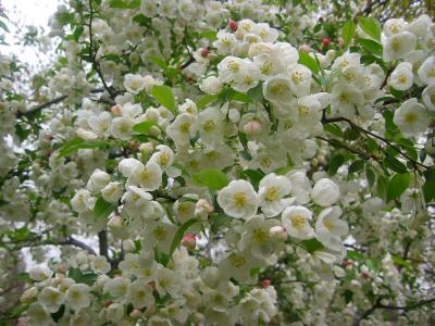 Apple Tree Blossoms WSP
