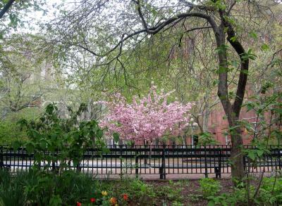 NYU Library & Cherry Tree Blossoms