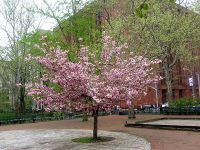 NYU Library & Cherry Tree Blossoms