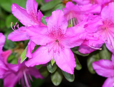 Azaleas