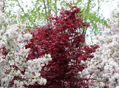 Red Maple & Crab Apple Blossoms
