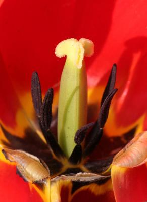 Inside a Tulip WSP