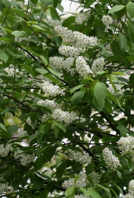 Prunus padus - Bird Cherry