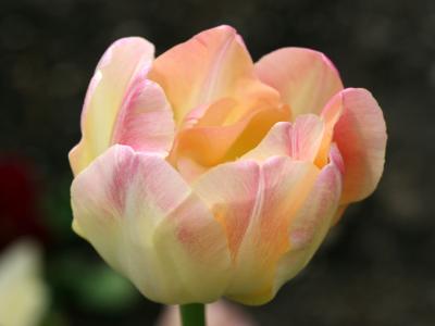 Tulip