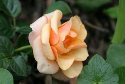 First 2005 Garden Rose