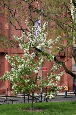 Apple Tree on WSS near NYU Library WSP