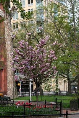 Cherry Tree on WSS near NYU Student Center WSP