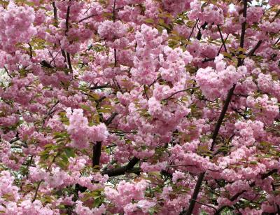 Cherry Tree Blossoms WSP