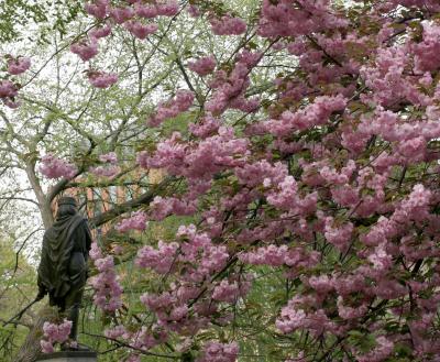 Cherry Tree Blossoms  with Garialdi Statue WSP