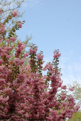 Cherry Tree Blossoms WSP