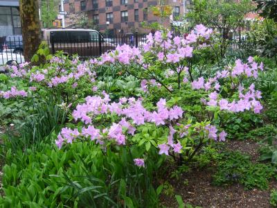 Azaleas