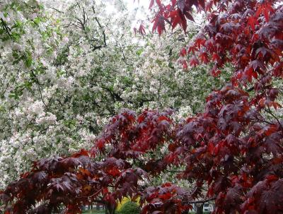 Red Maple & Crab Apple Trees