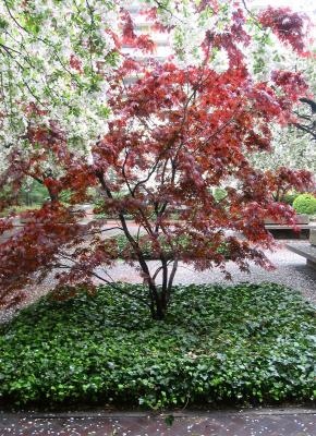 Red Maple & Crab Apple Trees
