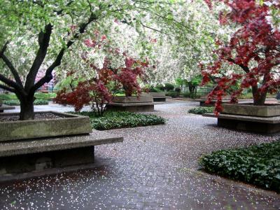 Red Maple & Crab Apple Trees