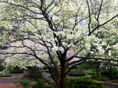 Dogwood & Crab Apple Trees