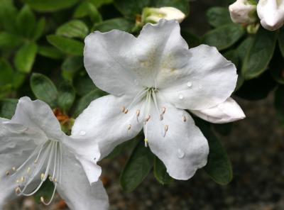 Azaleas