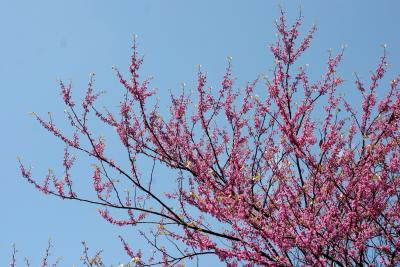 Cercis or Red Bud Tree
