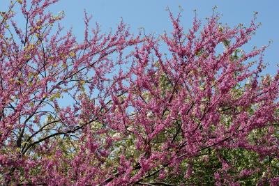 Cercis or Red Bud Tree