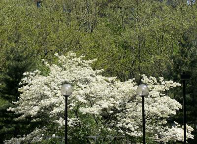 Dogwood, Pine and Sycamore Trees WSVG