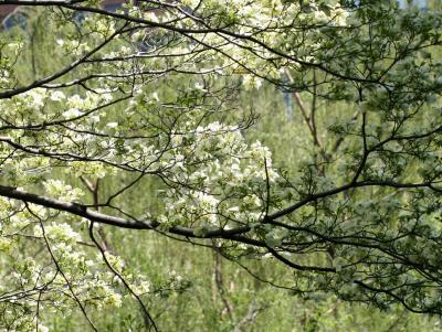 Dogwood and Willow Trees WSVG