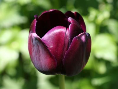 Tulip