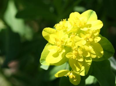 Euphorbia polychroma or Cushion Spurge