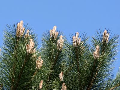 Long Needle Pine