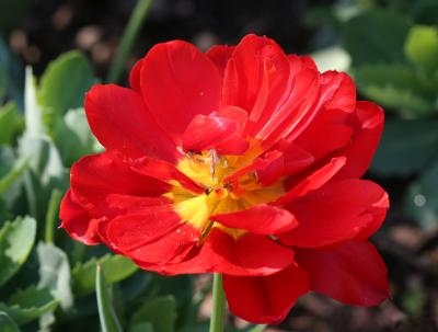 Tulip WSP