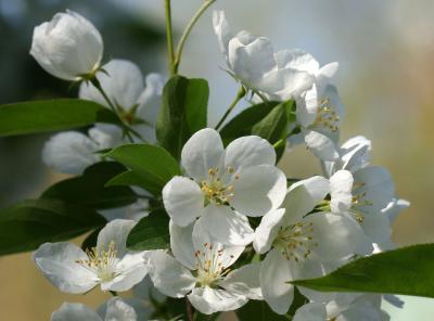 Apple Blossoms