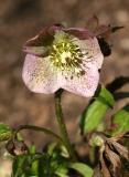 Helleborus or Lenten Rose