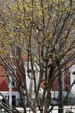 Budding Dogwood Tree