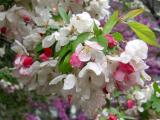 Crab Apple Tree Blossoms