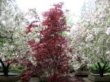 Red Maple & Crab Apple Tree Blossoms WSVG